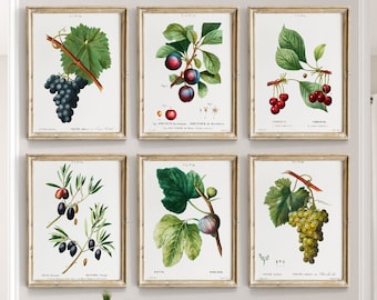 Könnte beinhalten: Satz von sechs Vintage- botanischen Drucken mit Illustrationen von Trauben, Feigen, Oliven und Kirschen. Die Drucke sind in einem einfachen, hellen Holzrahmen gerahmt und an einer weißen Wand ausgestellt.