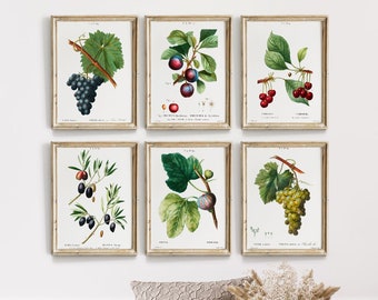 Könnte beinhalten: Satz von sechs Vintage- botanischen Drucken mit Illustrationen von Trauben, Pflaumen, Kirschen, Oliven, Feigen und Trauben. Jeder Druck ist in einem einfachen goldenen Rahmen gerahmt und trägt einen lateinischen Namen und eine Beschreibung der Frucht.