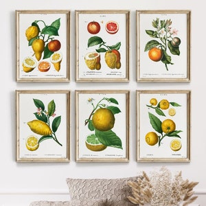 Gallery Wall Art Set Of 6 Prints, Vintage citrus print,  citrus wall art, Vintage fruit prints, kitchen wall art, lemon print