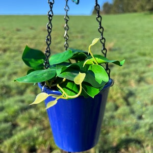 Indoor Hanging Planter, Sun-Planter: Dark Blue Pot, Plant Hanger, Unique, Planter with Chain, Decor, Handmade, Upcycled