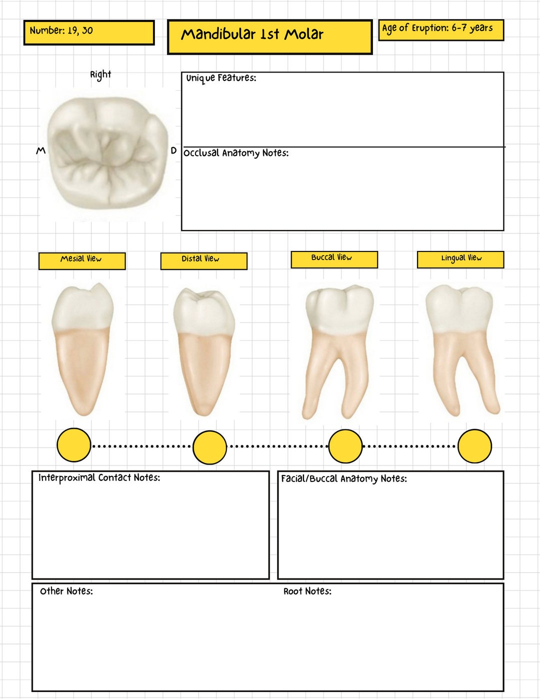 Template　Dentistry　Study　Anatomy　Tooth　Etsy