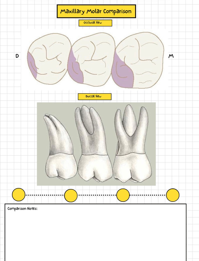 Dentistry Tooth Anatomy Study Template Etsy