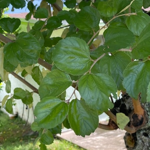 Jujube Stecklinge Menge 5 lange indische Bio Jujube Bangladeshi Tok Boroi Stecklinge