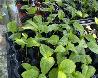 bilva patra plant organic live one plant minimum 2 leaves 2”-3” tall starter plant Bilwapatra Aegle Marmelos