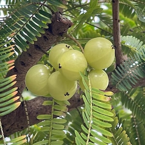 Amla cuttings Indian Gooseberry Tree Cuttings Organic phyllanthus emblica 5 cuttings 8&quot; Long and Thick