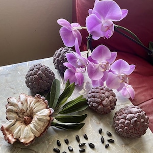 Semillas de manzana de azúcar morada Nuevas agosto de 2025 Semillas de Annona Squamosa sweetsops 100% orgánicas Florida Red Anon Ref Sugar Apple fresco SEMILLAS Vendedor de EE. UU.