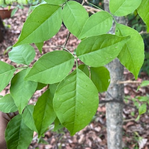May include: Close-up of a tree branch with bright green leaves. The leaves are oval-shaped with visible veins and are arranged in groups of three. A tree trunk is visible in the background, with a blurred view of other foliage.