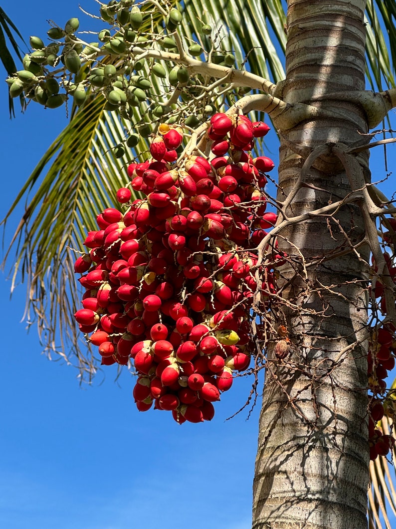 Christmas Palm Tree Seeds 50, 75, 100 Seeds Adonidia Merrillii Seeds