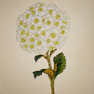 8x10 Print White Hydrangea