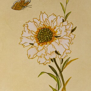 8x10 Print Scabiosa with butterfly