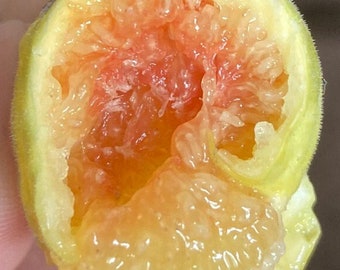 May include: A halved fig, showcasing the interior. The fruit's flesh is a vibrant red-pink, surrounded by a pale yellow-green skin. The stem is a light green color. The fig is held by a hand.