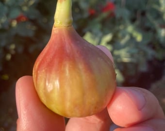 May include: A ripe fig, held in a hand, displays a gradient of colors. The fruit transitions from a deep reddish-purple at the top to a pale yellow-green at the base. The stem is a light green.