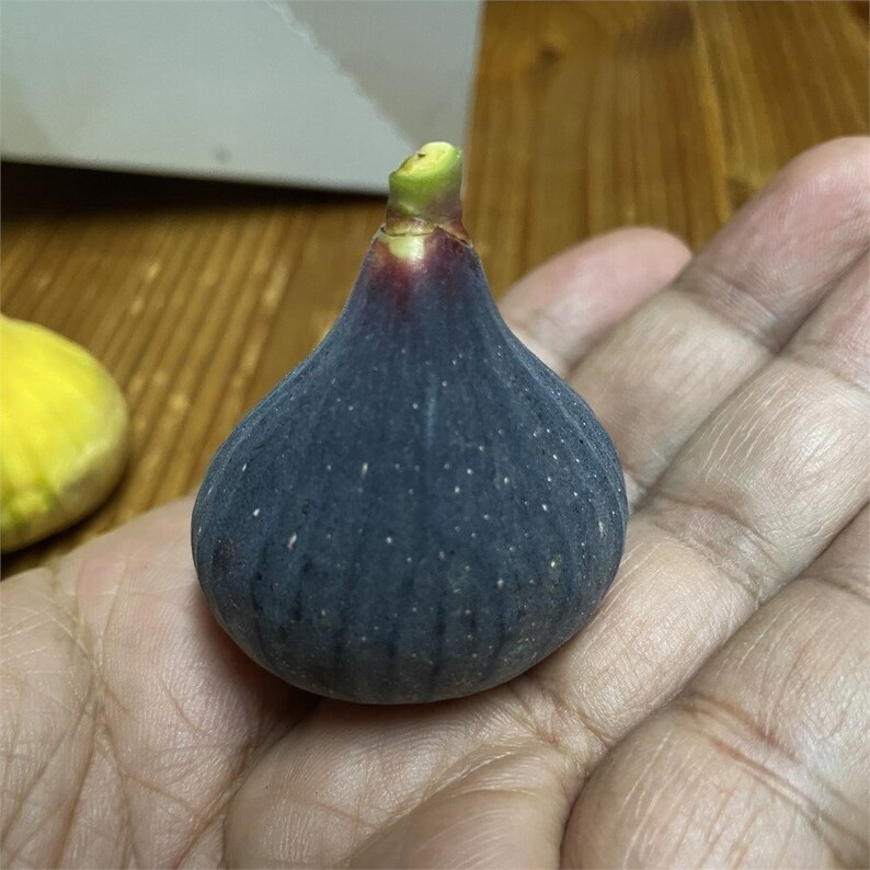 2 Bourjassotte Noire Fig Cutting Etsy