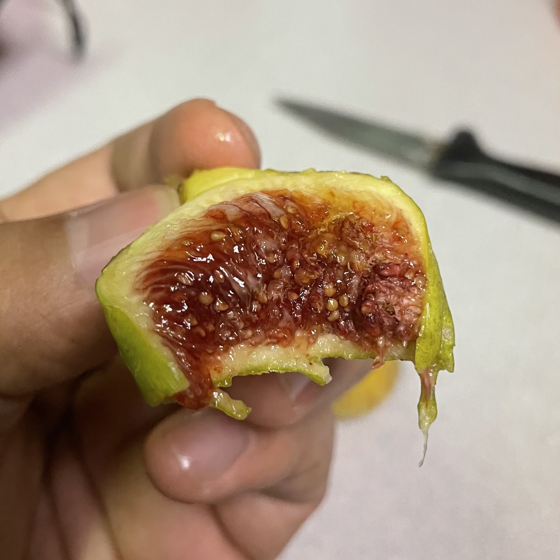 2 Capoll Curt Negra Fig Cuttings Etsy