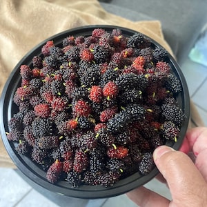 Multiple Mulberry Varieties! Fill your freezer with these healthy and delicious berries!