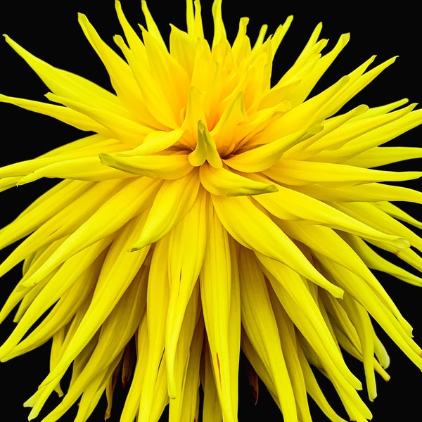 Yellow Star Dahlia