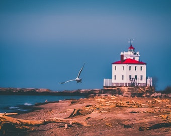 Lighthouse and Seagull