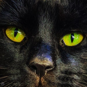 Black Cat with Green Eyes