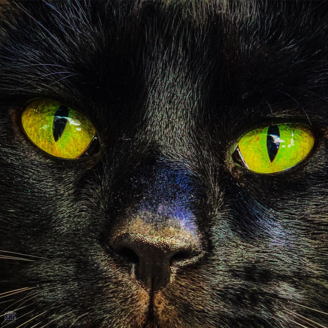Black Cat With Green Eyes Etsy black-cat-with-green-eyes-etsy