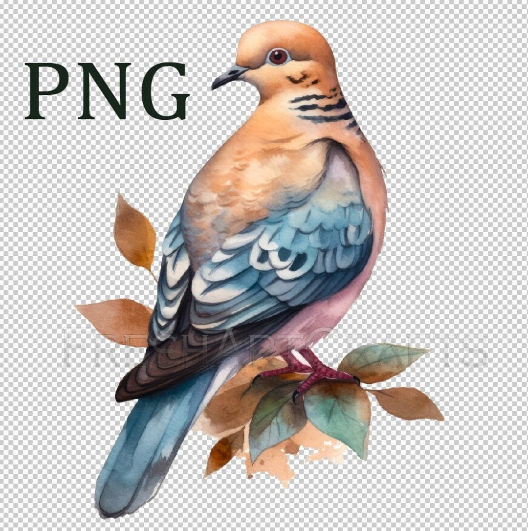 Mourning Dove Png, Mourning Dove Clip Art, Dove Watercolor Art, Clipart ...