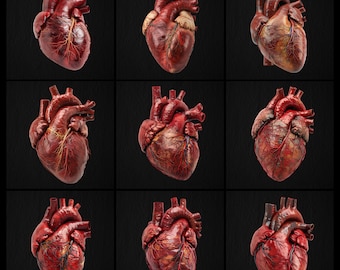 Menschliches Herz Bilder für Design, PNG, Menschliches Herz PNG, Kein Hintergrund, 300 DPI (9er Pack)