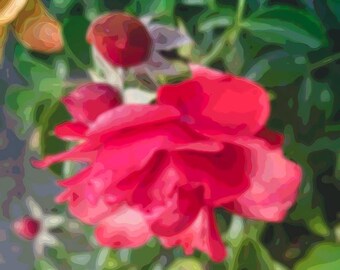Red Rose Art Print | Fine Art Botanical Photo on German Etched Paper (5x7)