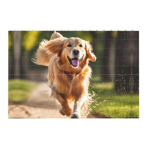 K&ouml;nnte beinhalten: Ein Golden Retriever rennt mit herausgestreckter Zunge und einem rosafarbenen Halsband auf die Kamera zu. Der Hund l&auml;uft auf einem Weg mit gr&uuml;nem Gras und einer Backsteinmauer im Hintergrund.