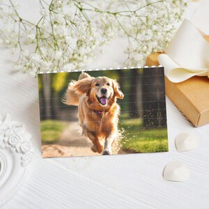 K&ouml;nnte beinhalten: Ein Golden Retriever l&auml;uft mit einem gl&uuml;cklichen Gesichtsausdruck &uuml;ber eine gr&uuml;ne Wiese.