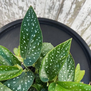 Op de afbeelding: Close-up van een Begonia maculata plant met grote, groene bladeren bespikkeld met witte stippen. De plant staat in een zwarte pot en de achtergrond is een verweerd, wit geschilderd houten oppervlak. De bladeren hebben een kenmerkende vorm.