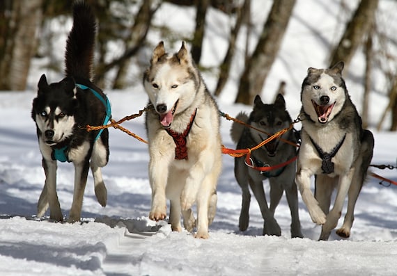 Racing Line Siberian Husky 90+ Thousand Siberian Husky Breed