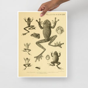 Vintage Frog Print - Nature Wall Art - Animal Poster Biology Amphibian Science Anatomy