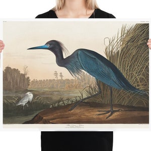 Blue Crane or Heron from Birds of America (1827) by John James Audubon - Vintage Wildlife Bird Illustration Poster Home Decor Wall Art