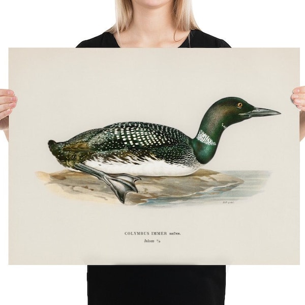 Common Loon Illustrated by the Von Wright Brothers - Vintage Bird Poster