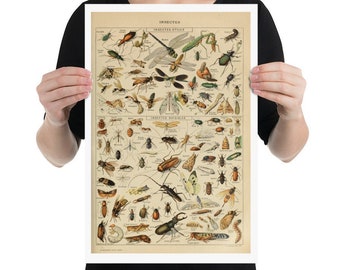 Vintage Insects Print Poster - Adolphe Millot - nature wall art - science insect animals masterpiece - decor housewarming