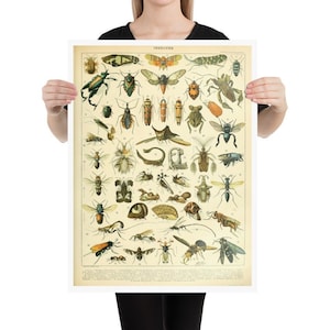 Vintage Insects Print Poster 3 - Adolphe Millot - nature wall art - science insect animals masterpiece - decor housewarming