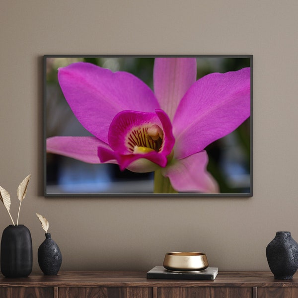 Laelia anceps - Digital Photography Print