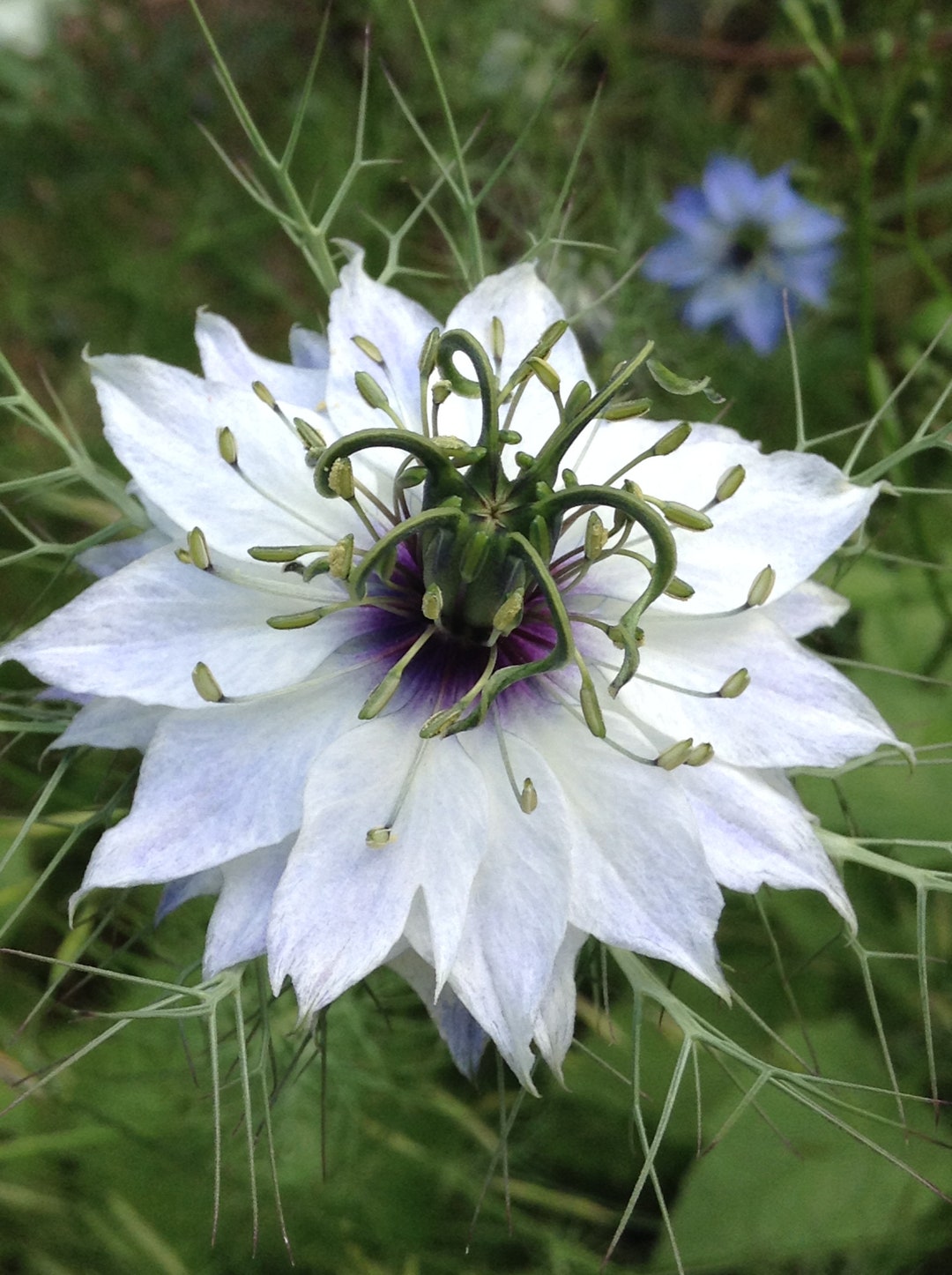 Love in a Mist Flower Digital Picture Etsy