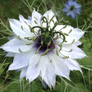 Love in a Mist Flower digital picture