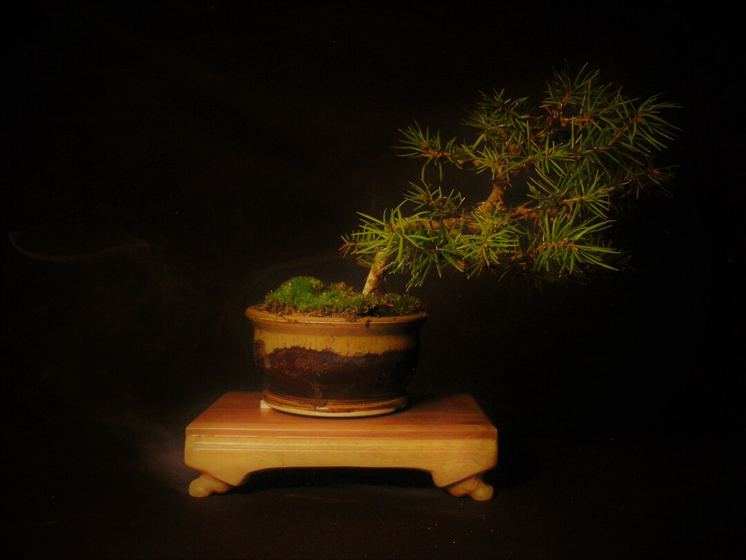 Bonsai Plant Stand for Shohin pico Etsy
