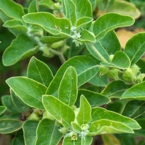 Peut inclure: Gros plan d'une plante verte aux feuilles larges et ovales. Les feuilles pr&eacute;sentent des nervures prononc&eacute;es et une surface l&eacute;g&egrave;rement textur&eacute;e. De petites fleurs claires sont visibles parmi les feuilles. La plante semble saine et luxuriante.