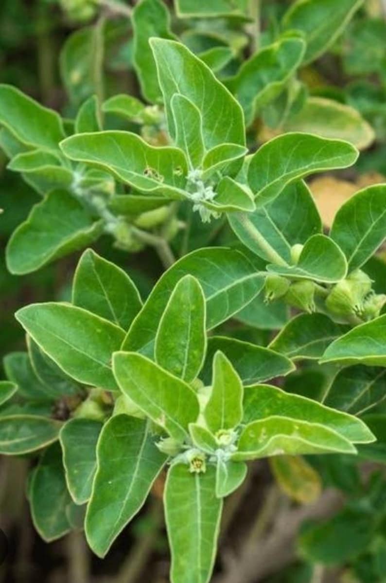 Peut inclure: Gros plan d'une plante verte aux feuilles larges et ovales. Les feuilles pr&eacute;sentent des nervures prononc&eacute;es et une surface l&eacute;g&egrave;rement textur&eacute;e. De petites fleurs claires sont visibles parmi les feuilles. La plante semble saine et luxuriante.