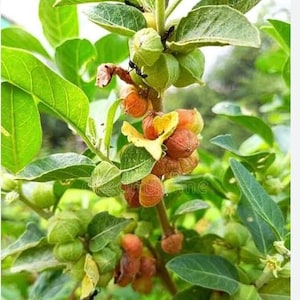 Peut inclure: Gros plan d'une plante avec des feuilles et des tiges vertes. La plante porte de petits fruits ronds, verts et orange. L'image est bien &eacute;clair&eacute;e, montrant les d&eacute;tails de la structure de la plante et les couleurs des fruits.