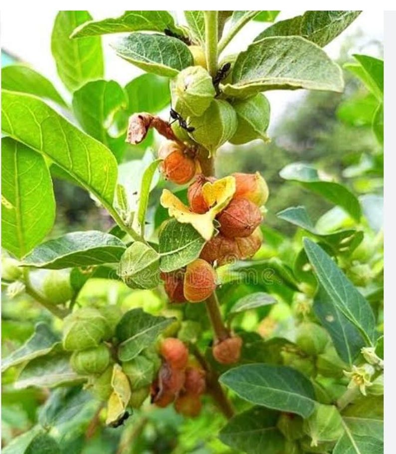 Peut inclure: Gros plan d'une plante avec des feuilles et des tiges vertes. La plante porte de petits fruits ronds, verts et orange. L'image est bien &eacute;clair&eacute;e, montrant les d&eacute;tails de la structure de la plante et les couleurs des fruits.