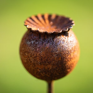 Peut inclure: Gros plan sur une capsule de graines de pavot en m&eacute;tal rouill&eacute;. La capsule sph&eacute;rique est surmont&eacute;e d'un bord festonn&eacute; d&eacute;coratif et fix&eacute;e &agrave; une fine tige m&eacute;tallique. L'arri&egrave;re-plan est un vert doux et flou.