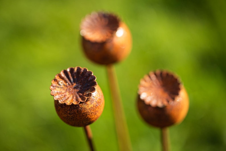 Peut inclure: Gros plan sur trois t&ecirc;tes de graines d&eacute;coratives en m&eacute;tal rouill&eacute; avec un bord festonn&eacute;, sur un fond vert flou. Les t&ecirc;tes de graines sont sph&eacute;riques avec un aspect textur&eacute; et vieilli, sugg&eacute;rant une d&eacute;coration de jardin ext&eacute;rieure.