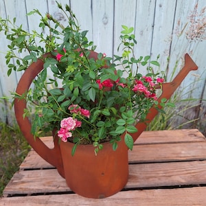 May include: A rusty brown metal watering can planter filled with vibrant green foliage and clusters of pink roses. The planter sits on a wooden surface, with a weathered wooden background.