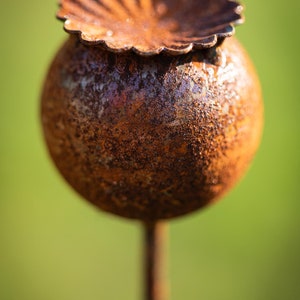 Peut inclure: Gros plan sur un ornement de jardin en m&eacute;tal rouill&eacute; en forme de t&ecirc;te de graine de pavot. La t&ecirc;te de graine sph&eacute;rique a une surface textur&eacute;e et est surmont&eacute;e d'un capuchon d&eacute;coratif festonn&eacute;. La tige est une fine tige m&eacute;tallique rouill&eacute;e.