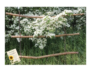 2er Set Staudenhalter Gartenhalter Beetbegrenzung Rankhilfe Metall Gartenstecker Rost Garten Geschenkset inkl Sonnenblumen Samen