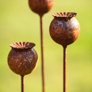 Peut inclure: Trois t&ecirc;tes de pavot en m&eacute;tal rouill&eacute;, avec des surfaces textur&eacute;es et des bords d&eacute;taill&eacute;s, sur un fond vert flou. Les t&ecirc;tes de graines sph&eacute;riques sont mont&eacute;es sur de fines tiges, cr&eacute;ant une esth&eacute;tique naturelle et ext&eacute;rieure.