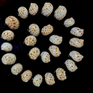 Puede incluir: Una colección de veintiuna pequeñas conchas marinas blancas y brillantes dispuestas en espiral. Cada concha presenta un patrón distintivo de manchas marrones distribuidas por su superficie lisa y redondeada, creando un efecto visual uniforme y repetitivo.